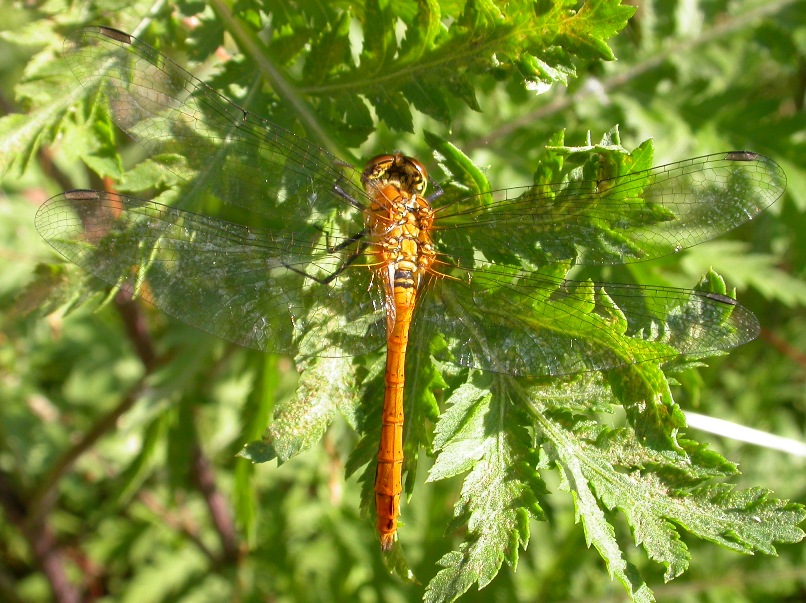 Sympetrum sanguineum ?